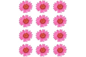 YUNZHI 50pcs Natural Dried Daisy Flower, Vacuum Packaging, Pressed Flower for House Decoration, Jewelry Making, Phone case Decoration (Rose Red)