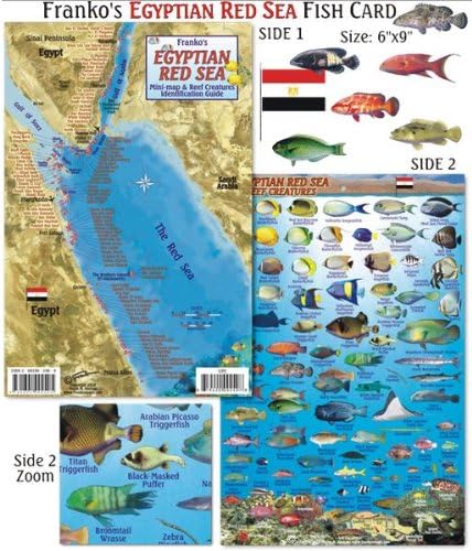 An Underwater Guide to the Red Sea: Wood, Lawson: 9781913679361