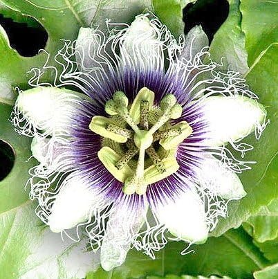 Amazon パッションフルーツ 苗 赤玉種 緑のカーテンとして活用でき とても美しいトケイソウ 時計草 の花が咲きます 果物