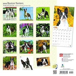Boston Terriers 2018 12 x 12 Inch Monthly Square Wall Calendar, Animals Dog Breeds Terriers (Multilingual Edition)