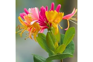 YOKEBOM Fragrant Pink Yellow Climbing Honeysuckle Plant Live Vine, Lonicera Perennial Honeysuckle Plants 5 to 9 Inches Tall