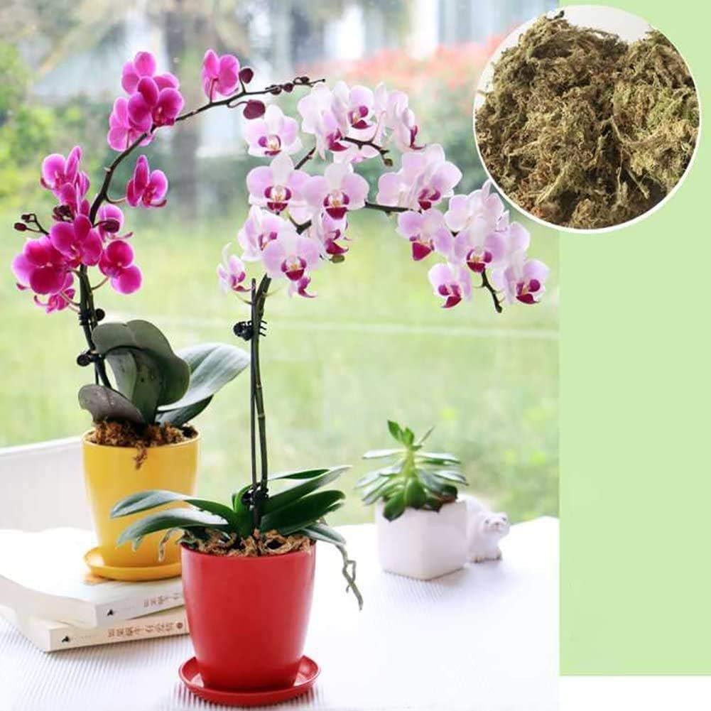 LuukUPSoilless Cultivation Substrate Soil, Grass Substrates For Orchid Phalaenopsis, Cultivation Substrate Soil Fresh Sphagnum, Natural Dried Tropical Plants