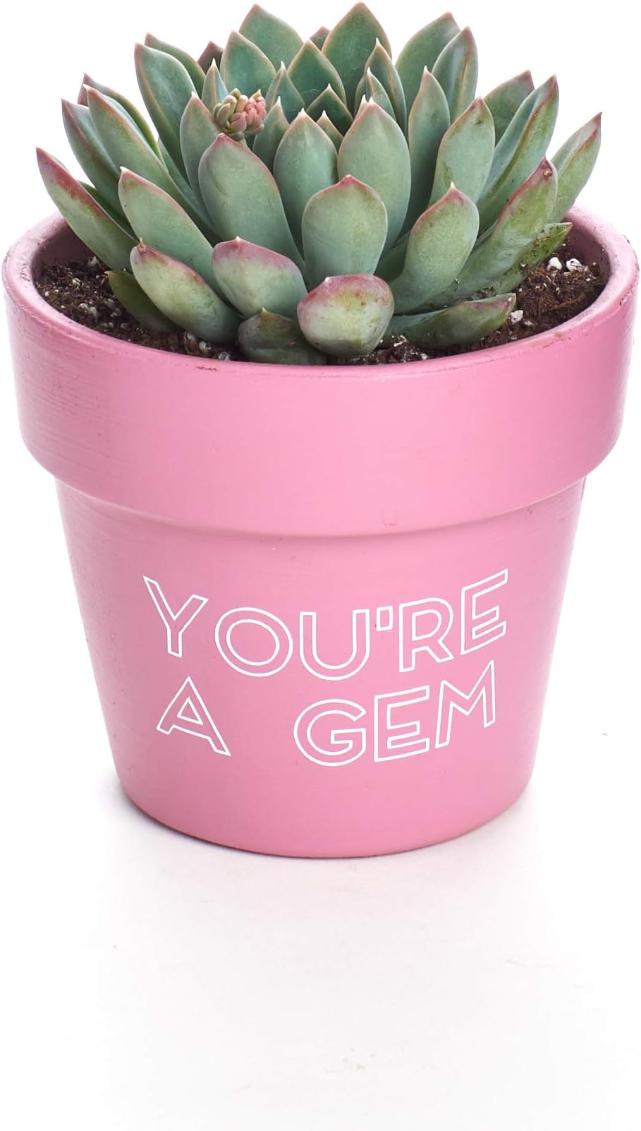Shop Succulents You're a Gem Terracotta Planter-Includes Free Crystal Home Décor or Special Occasion, 4", Pink