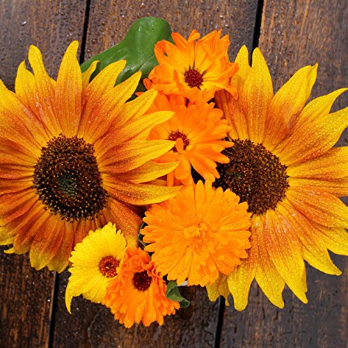 Bulk Sunflower Seeds Variety Mix 10 Types of Beautiful