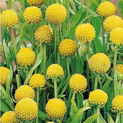 Kraft Seeds Flower Seeds : Craspedia Globosa Drumstick Seeds Flower Seeds of Summer Garden Plant Seeds - Eco