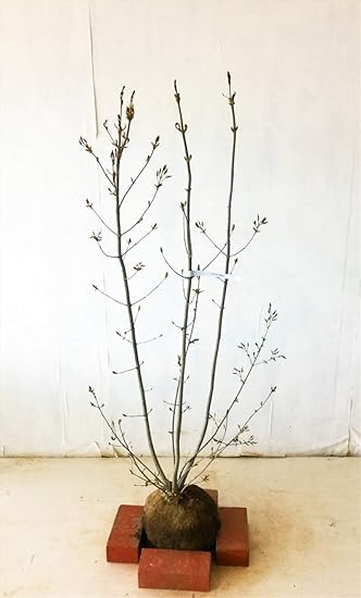 Amazon アオダモ 株立 高さ1 2m 1 5m 植木