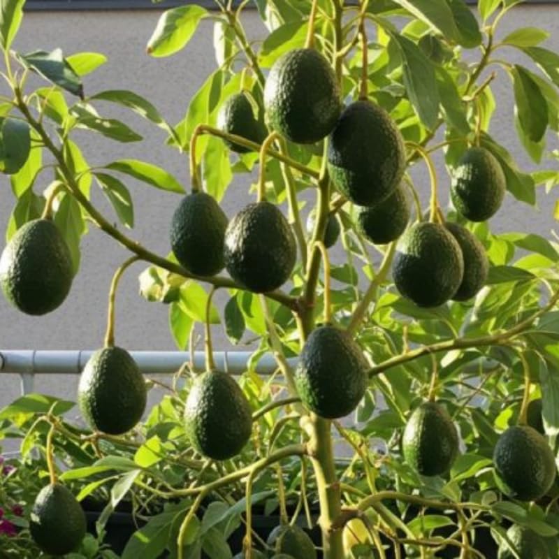 Live Dwarf Avocado Tree Plant - Cold Hardy 2-3 Ft Tall in 3 Gallon Pot - Ready to Bear Fruits