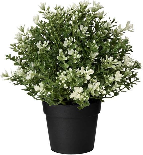 Great Color Contrasts Of The Green Velvet Boxwood Paired With The