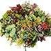 20 Assorted Live Succulent Cuttings Varieties Beginners Succulents, 10 Plus Varieties, Great for Terrariums, Mini Gardens, and as Starter Plants