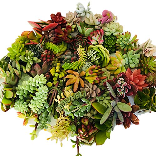 20 Assorted Live Succulent Cuttings Varieties Beginners Succulents, 10 Plus Varieties, Great for Terrariums, Mini Gardens, and as Starter Plants 20 Assorted Live Succulent Cuttings Varieties Beginners Succulents, 10 Plus Varieties, Great for Terrariums, Mini Gardens, and as Starter Plants