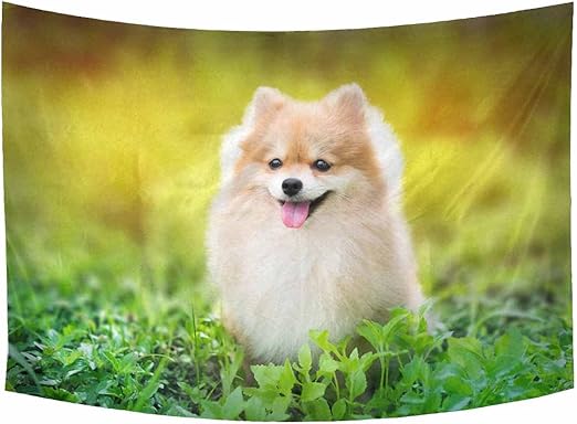 pomeranian puppy fluffy