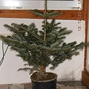 Echter Weihnachtsbaum - Nordmanntanne im Topf 100-120 cm