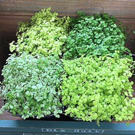 Amazon やっと入荷 数量限定 ベビーティアーズ 4個セット 観葉植物 ガーデニング 観葉植物 オンライン通販 Amazon やっと入荷 数量限定 ベビーティアーズ 4個セット 観葉植物 ガーデニング 観葉植物 オンライン通販