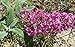 Summer Beauty Butterfly Bush (Buddleia davidii) Live Herb Plant