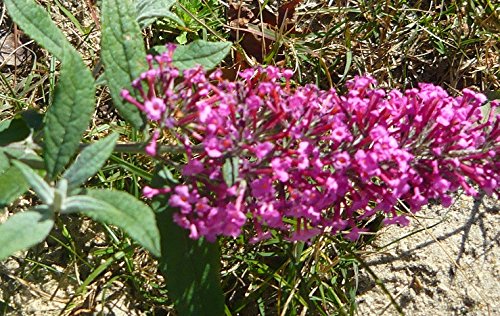 Summer Beauty Butterfly Bush (Buddleia davidii) Live Herb Plant Summer Beauty Butterfly Bush (Buddleia davidii) Live Herb Plant