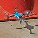 Estes Proto-Z Ready to Fly (RTF) Micro Quadcopter Drone