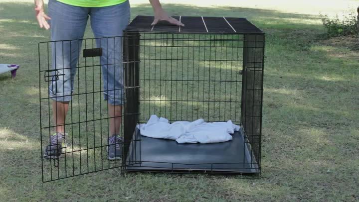 collie x cocker spaniel puppies for sale