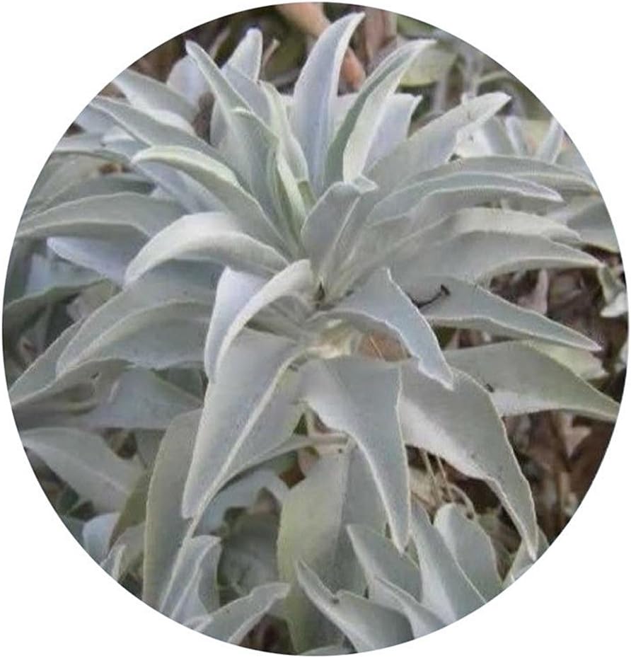 WuWxiuzhzhuo 100Pcs California White Sage Seeds,Sacred Salvia Apiana Ceremonial Aromatics