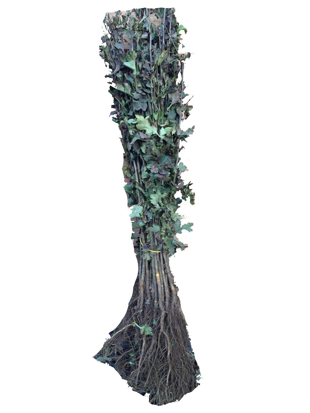 100 Hawthorn Hedging 40-60cm,Crataegus, Quickthorn,Whitethorn,Native Hedge