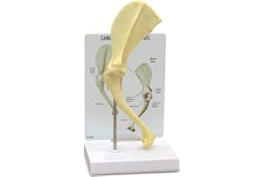GPI Anatomicals - Canine Shoulder Model, Normal Shoulder Joint Replica for Canine Anatomy and Physiology Education, Anatomy Model for Veterinarian’s Offices and Classrooms, Medical Learning Resources