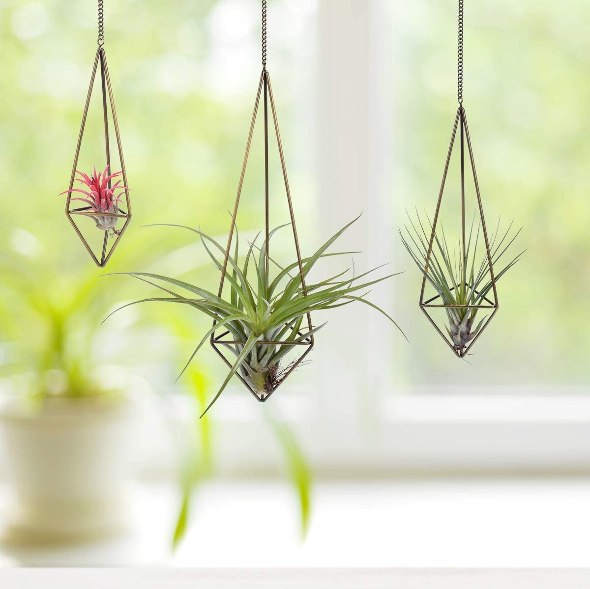 Ecosides Sets of 3 Geometric Metal Air Plant Holder Bronze,Himmeli for Tillandsia,Hanging Planter Basket Air Plant Display with Chains,Small