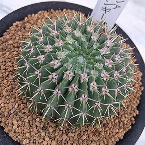 Amazon レアサボテン パロジア ノトカクタス ブイニンギー 3号ポット 多肉植物 サボテン 観葉植物 オンライン通販