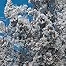 Natural Ponderosa Pine Cones Accent Decorations 3 to 4