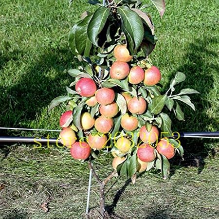 Creative Farmer Bonsai Suitable Fruit Seeds : Apple - King Bloom Plant For Balcony Bonsai Suitable Fruit Seeds Pack