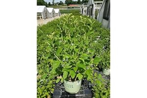 American Beauties Native Plants Ceanothus americanus (New Jersey Tea, Redroot) Shrub, 3-Size Container, White Flowers