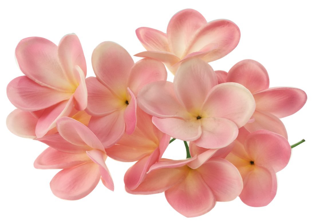 Winterworm 10 Pcs Artificial Frangipani Flower Stems Latex Flower Stem for Bridal Bouquet Wedding Party Decoration