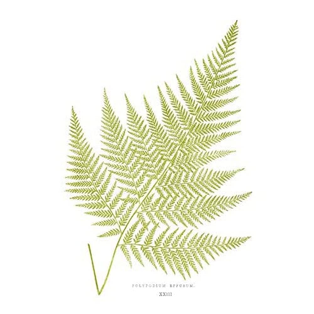 Wee Blue Coo Fern Polypodium Eppusum Art Print Canvas Premium Wall Decor Poster