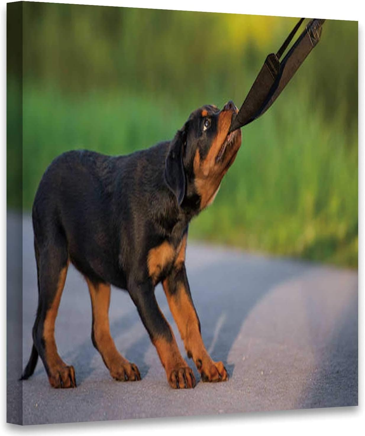 funny rottweiler puppies