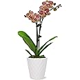 Just Add Ice JA5006 Salmon Orchid in White Evi Ceramic Pottery, Live Indoor Plant, Long-Lasting Fresh Flowers, Easy to Grow Gift for Mom, Girlfriend, Coral Home Décor Planter, 3" Diameter, 15" Tall