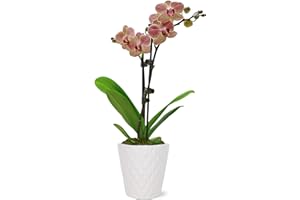 WILD INTERIORS Green Circle Growers Salmon Orchid in 3" White Pot, Live Indoor Plants, House Plant