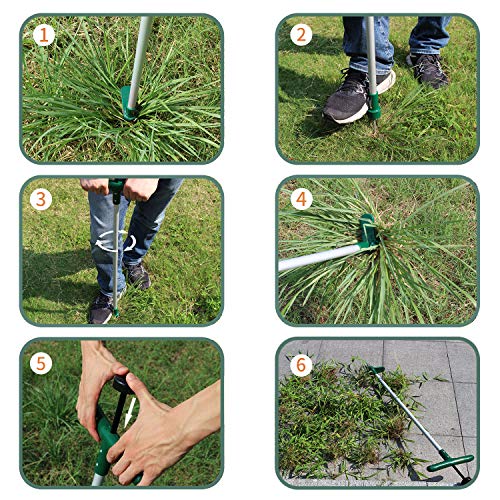 5 Walensee+Stainless+Strength+Permanently+Dandelion