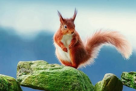 Amazon Co Jp A0 特大 ポスター リス岩苔 壁紙ウォールステッカーポスター A0 11x841mm Generic