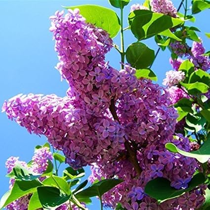 Amazon Co Jp スワンズグリーン3 100個の青い日本のライラック種子 非常に香り高い ホーム ガーデン用のクローブフラワーシーズ フルクローブツリーレアフラワーシード3 ホーム キッチン