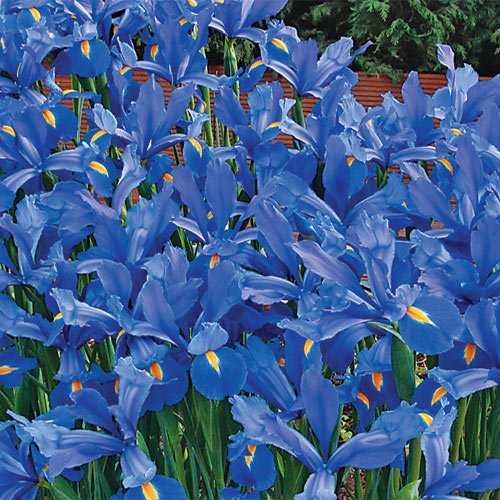 Summer Planted Bulbs of 2026 for Vibrant Summer Gardens