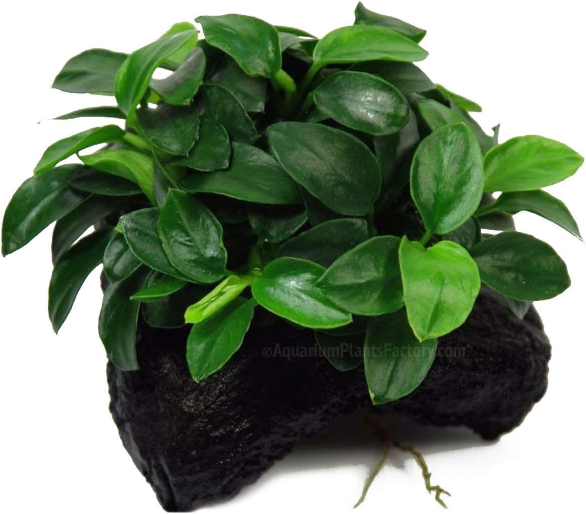 aquarium plants factory