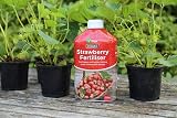 Vitax Organic Strawberry Feed Liquid Fertiliser Vitax Ltd Strawberry Fertiliser view 3