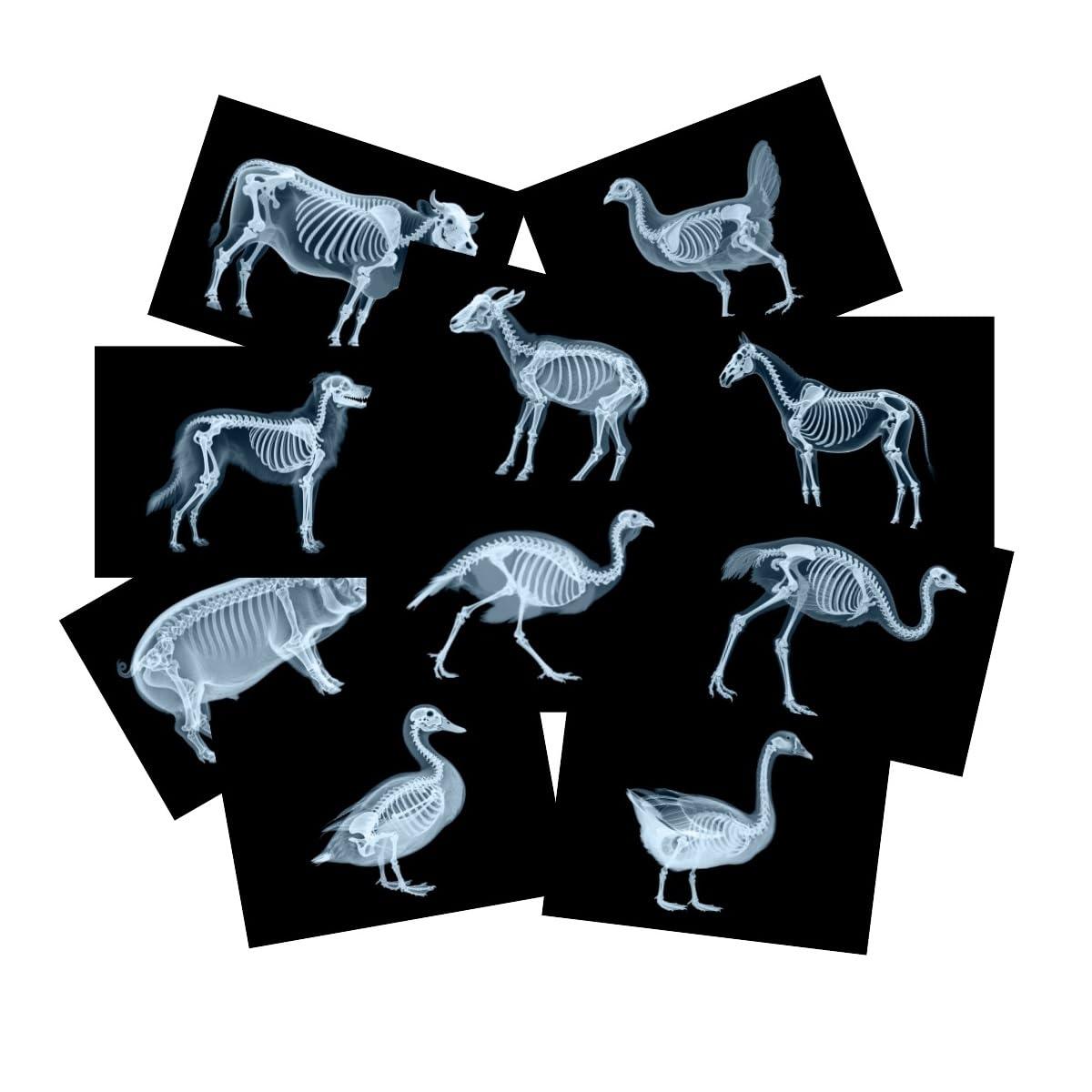 Photo 1 of 10 Pcs Farm Animal X-Ray Science Kit for Light and Shadow Area Light Table Accessories