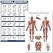 QuickFit Dumbell Workouts and Muscular System Anatomy Poster Set - Laminated 2 Chart Set - Dumbbell Exercise Routine & Muscle Anatomy Diagram - 18