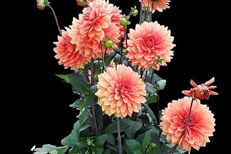 Amazon Co Jp A3 ポスター ダリアの花たくさん黒の背景 壁紙ウォールステッカーポスター A3 4x297mm Generic