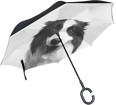 royal canin digestive 10kg