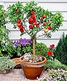 10 Seeds Dwarf Peach Fruit Tree Indoor/Outdoor