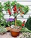 10 Seeds Dwarf Peach Fruit Tree Indoor/Outdoor primary