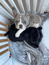 Snuggle Puppy Original Heartbeat Stuffed Toy for Dogs Black view 6
