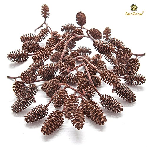 30 Naturally Grown, Pesticide-Free SunGrow Alder Cones for Shrimps --- Lowers pH level, Fight Bacteria and Prevent Fungal Infections in Aquatic Environment - Perfect for both big & small Aquariums