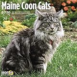 Maine Coon Cats Calendar 2020 by