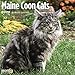Maine Coon Cats Calendar 2020 by